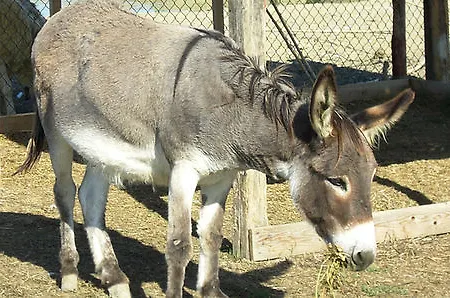 La Rocchetta Hotel 2*