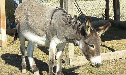 La Rocchetta Hotel 2*